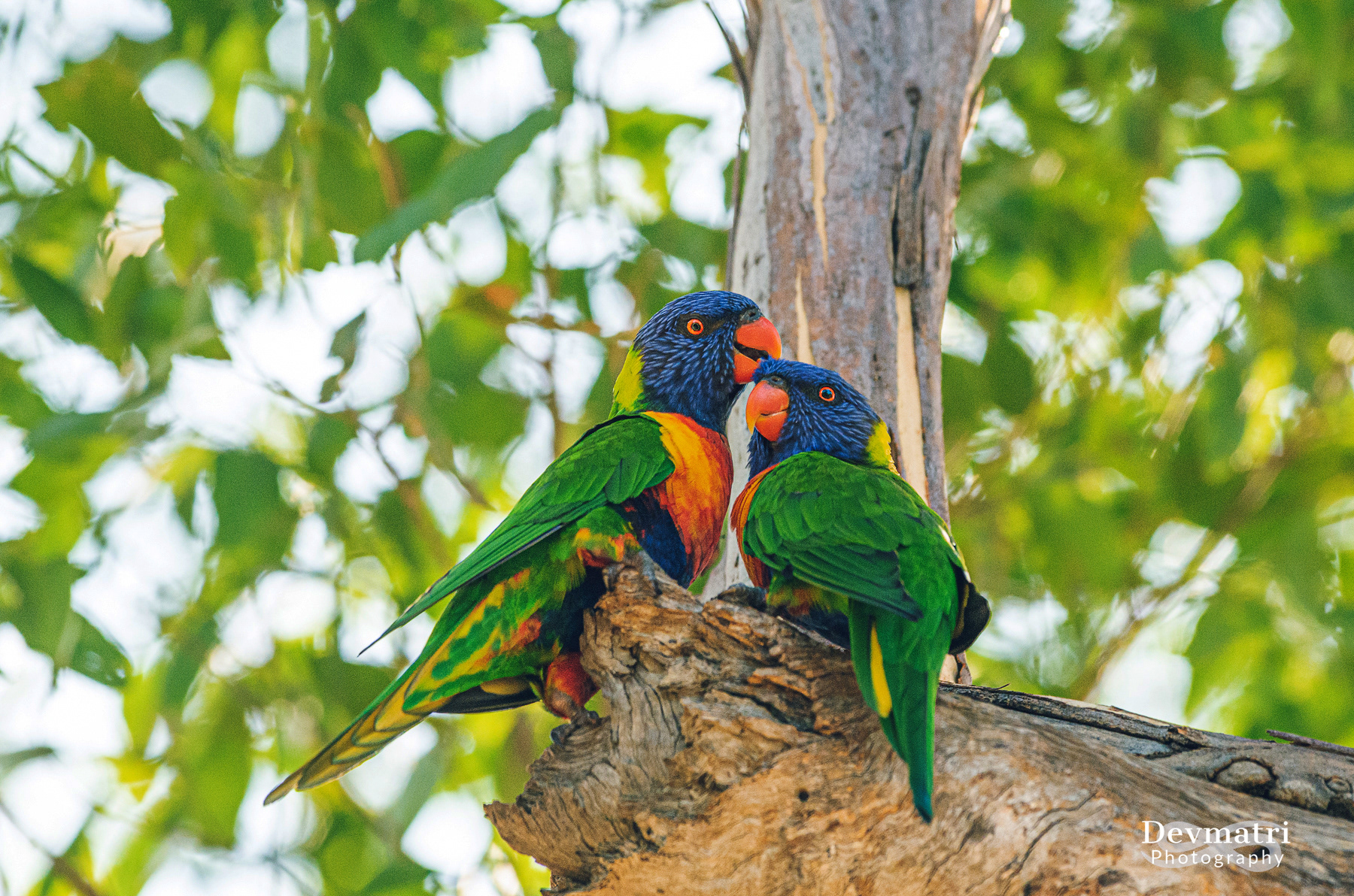Rainbow Lorikeet