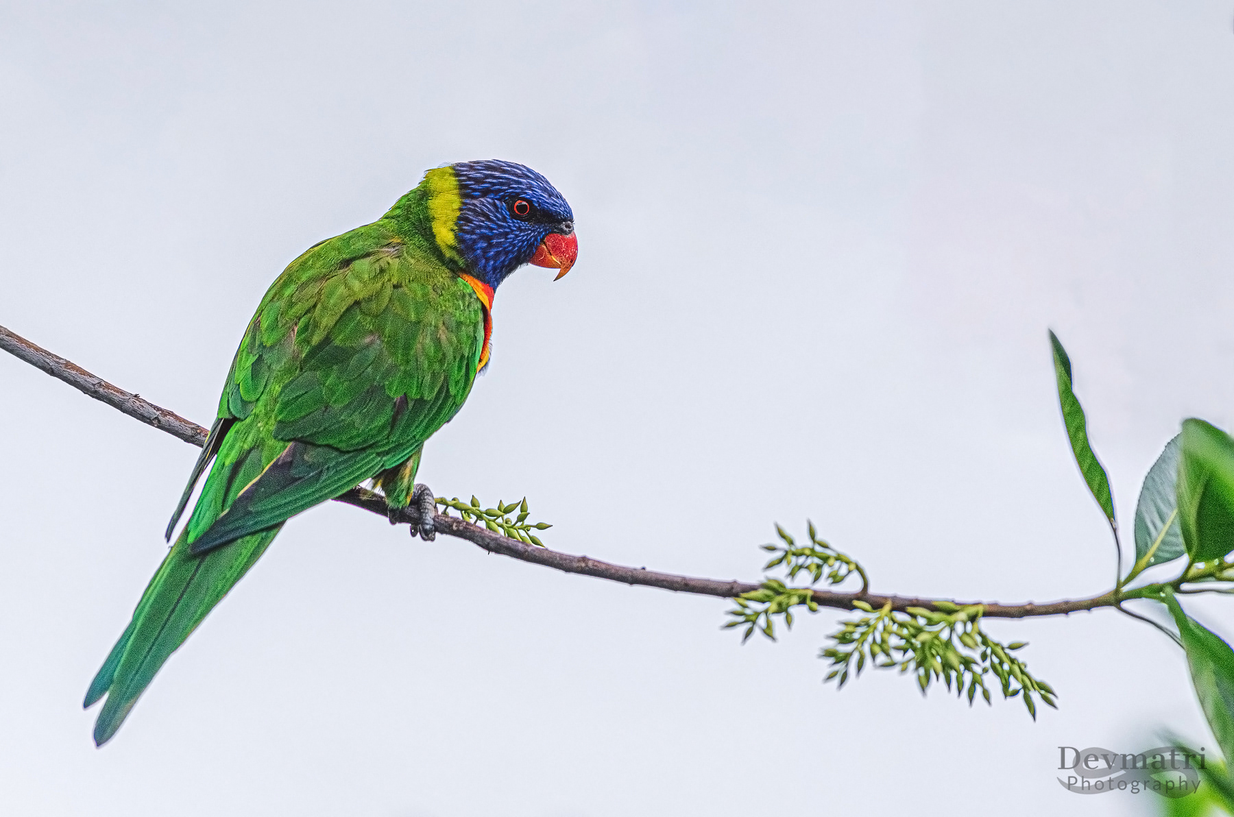 Rainbow Lorikeet