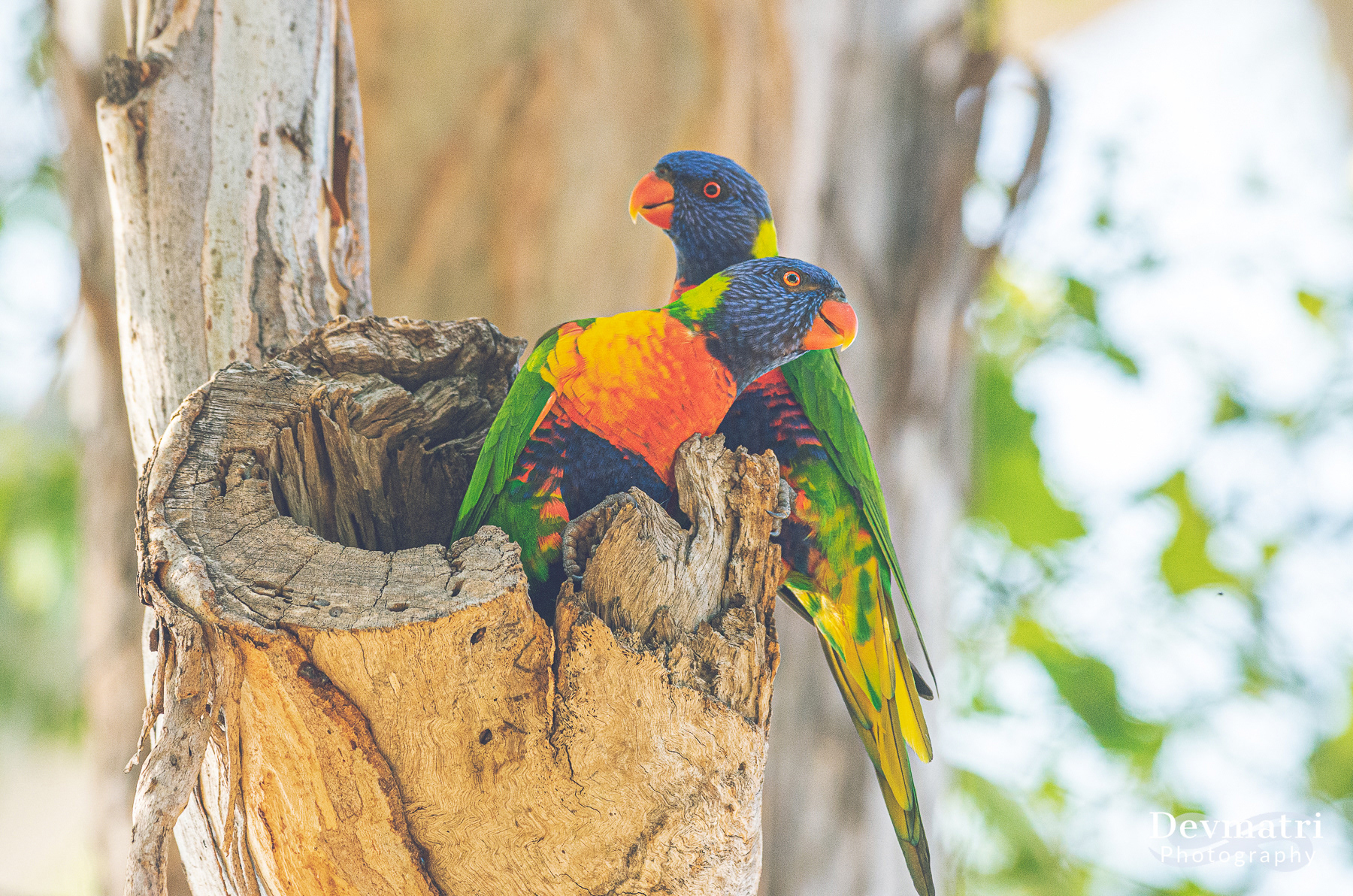 Rainbow Lorikeet