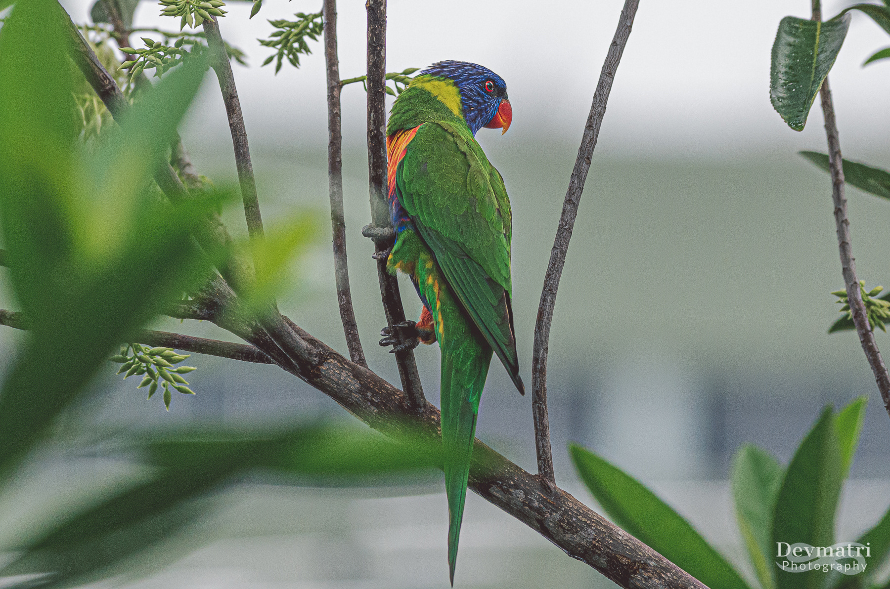 Rainbow Lorikeet