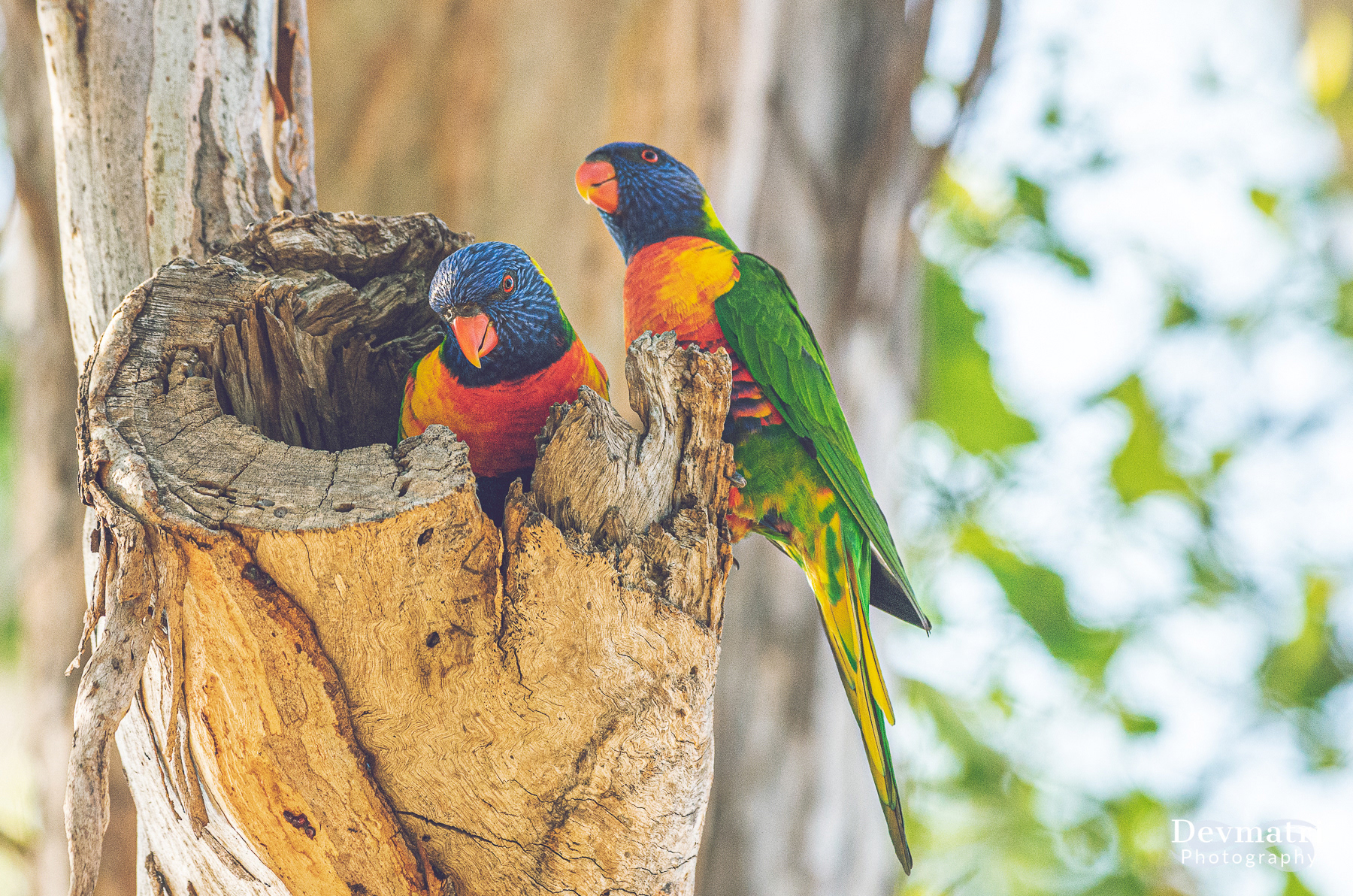 Rainbow Lorikeet
