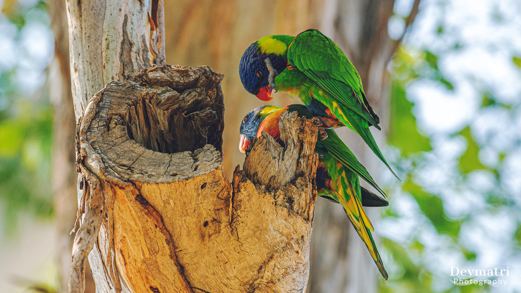 Rainbow Lorikeet