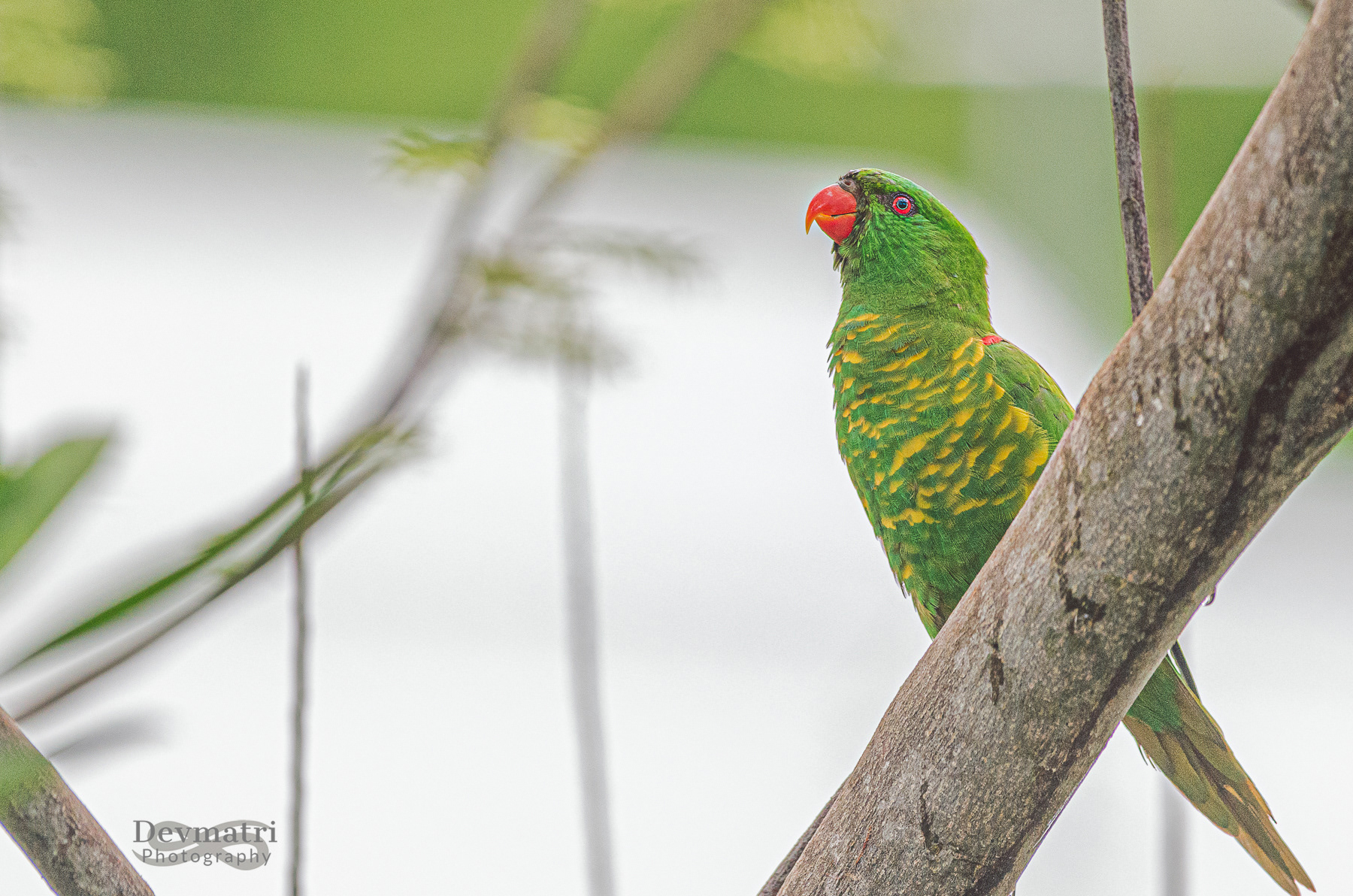 Scaly-breasted lorikeet