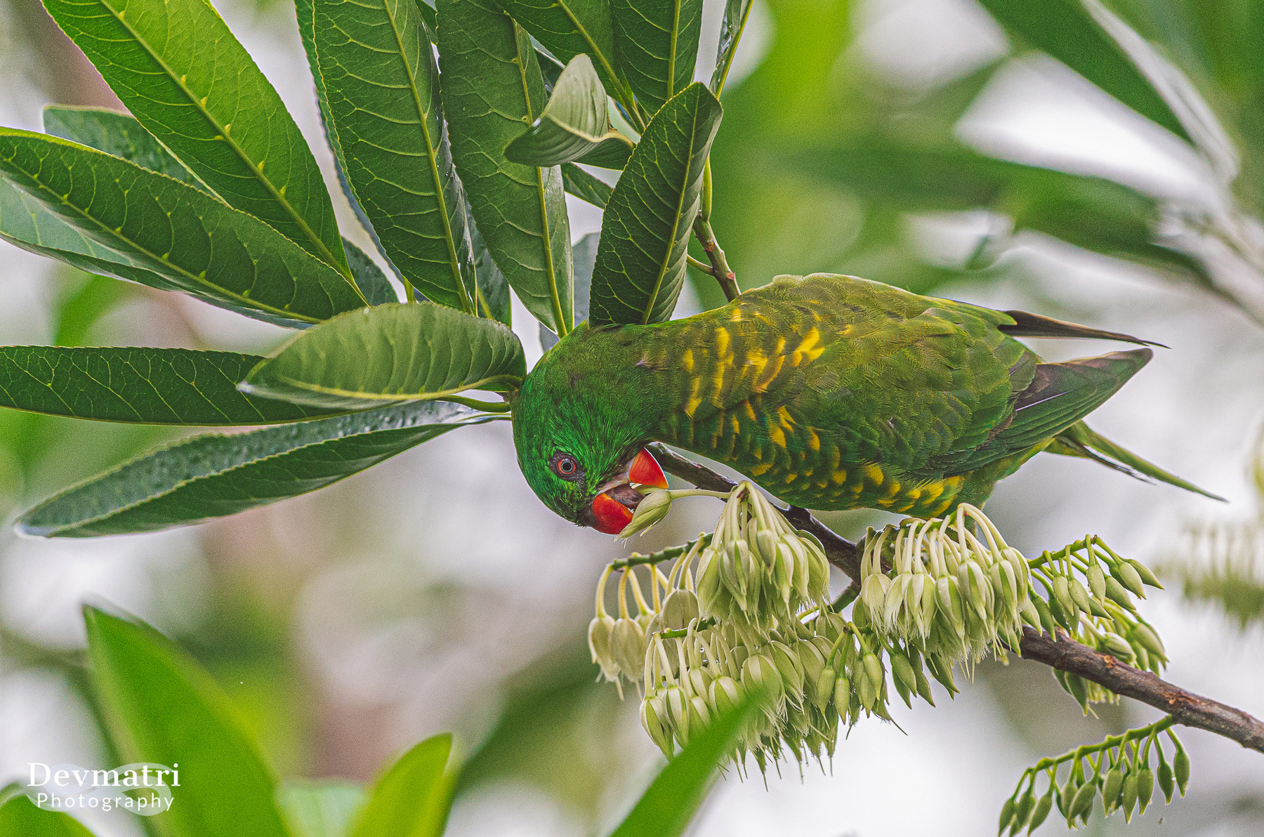 Scaly-breasted lorikeet