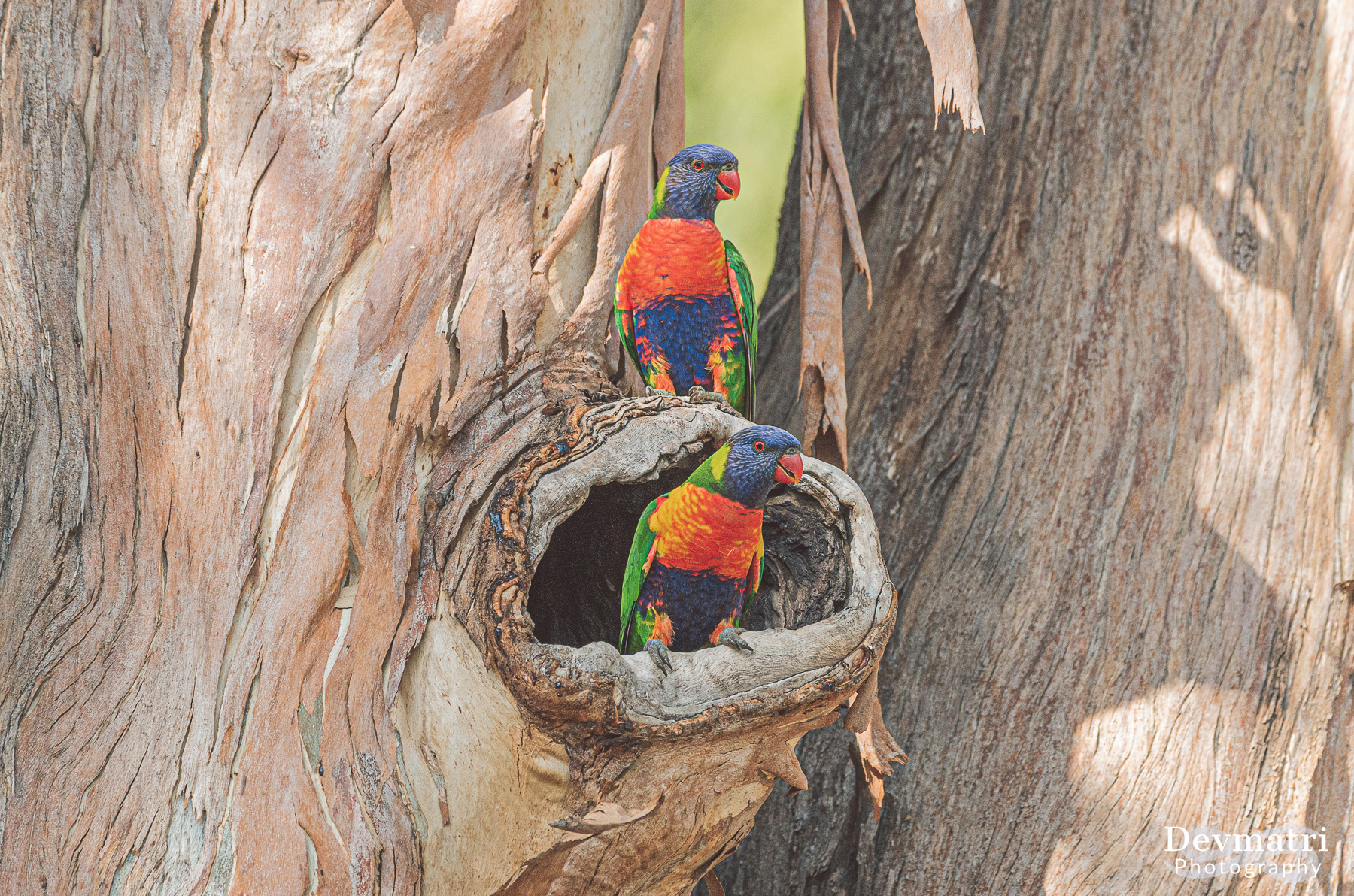 Rainbow Lorikeet Couple