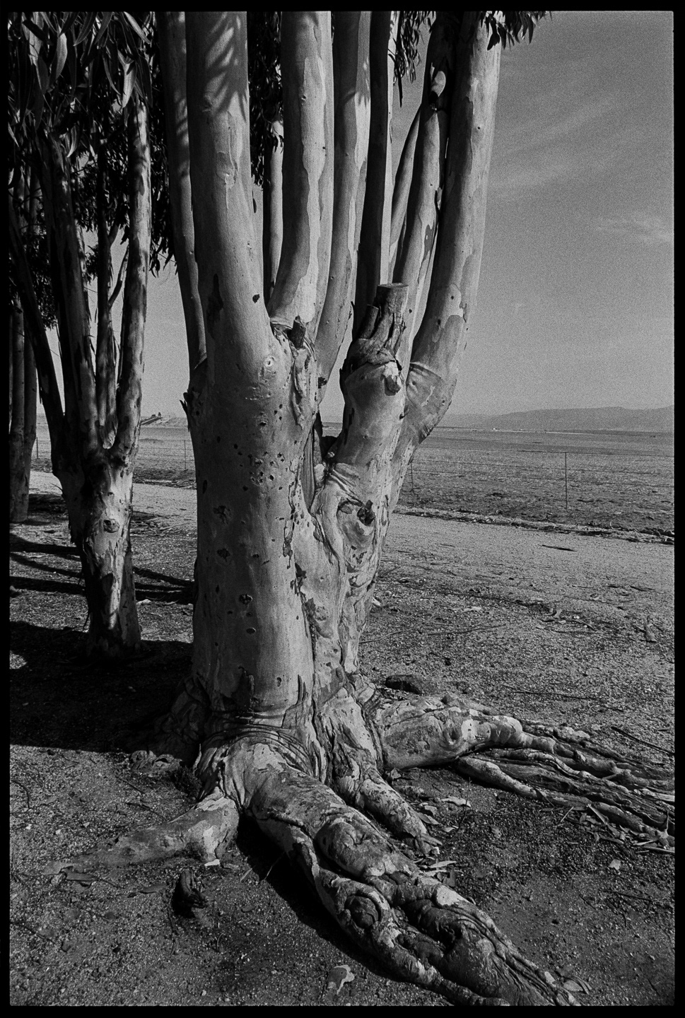 Western Cape, South Africa  - 1995