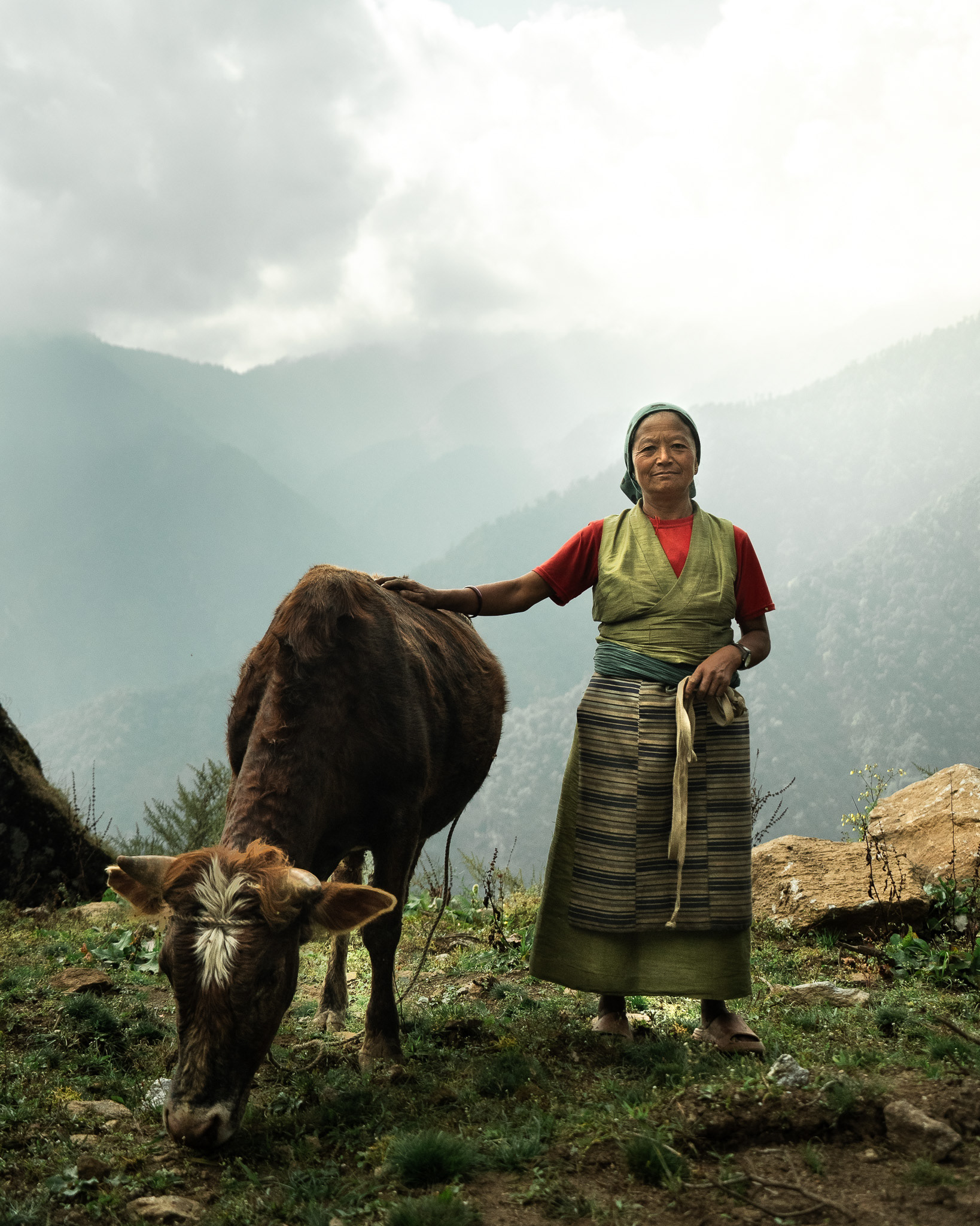 Tibetan woman and her cow. Sagarmatha National Park, Nepal.