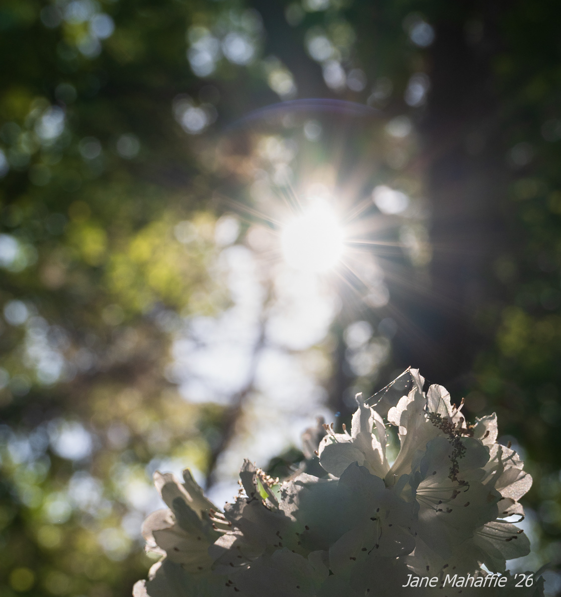 Sunburst Azalea: National Arboretum