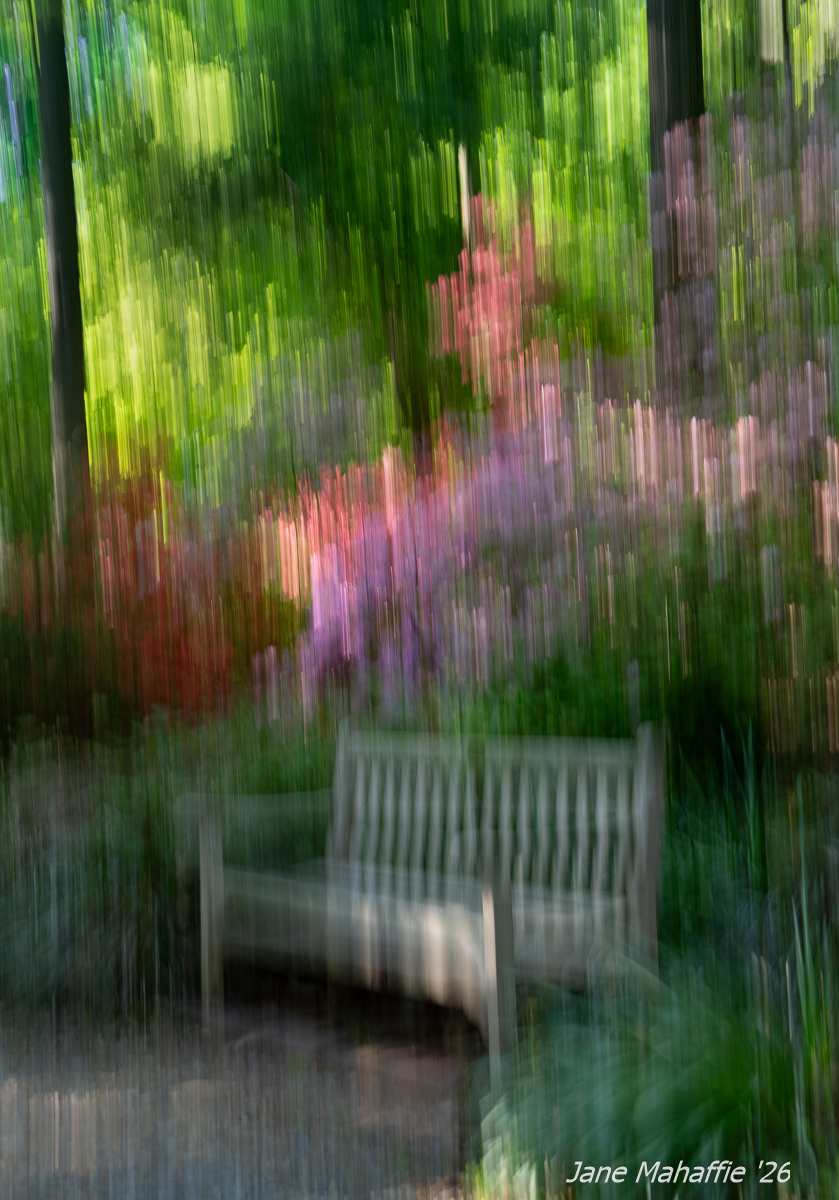 A walk, A respite (ICM):  National Arboretum