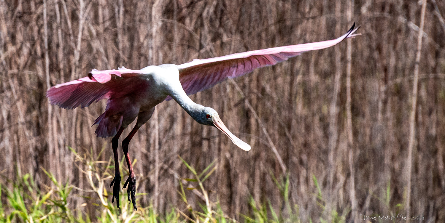 Roseate Spoonbill, 2024 Florida