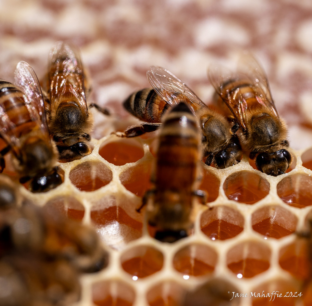 working the honey cells...august 24