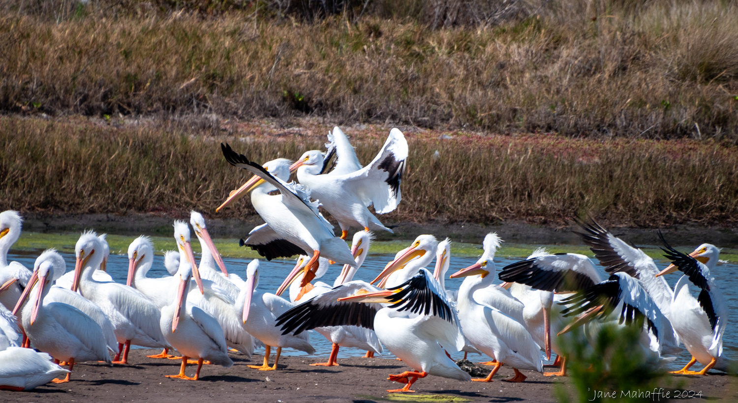 White Pelicans, Florida 24