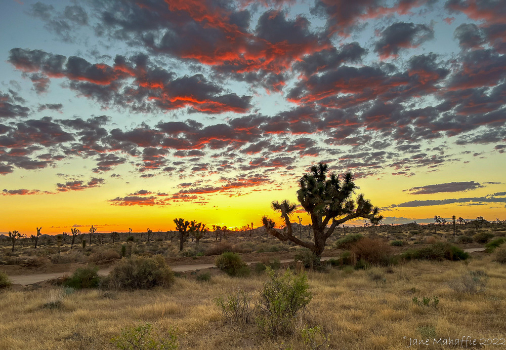 Joshua Tree NP