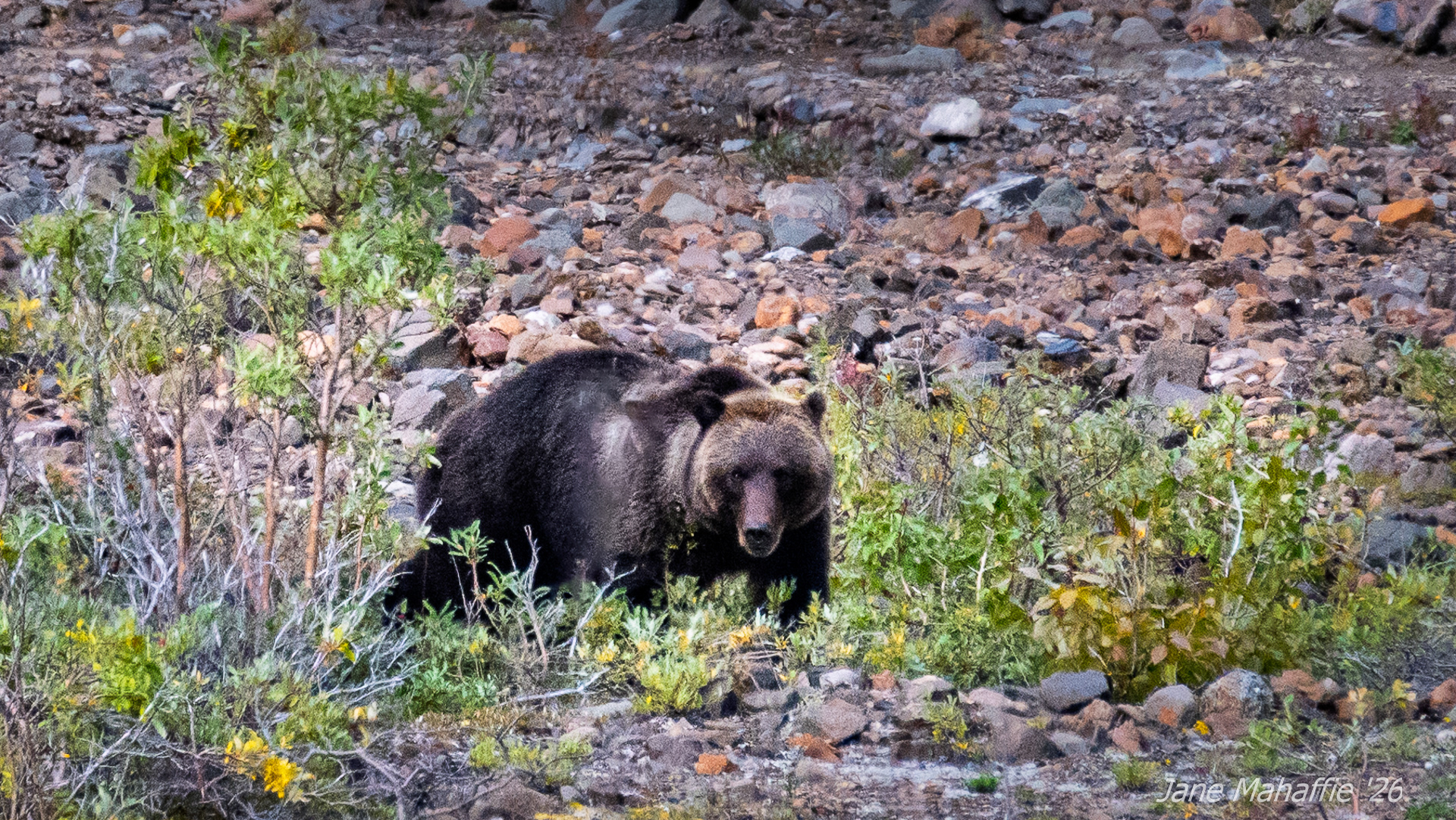 Grizzly Denali NP
