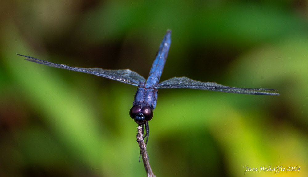 Huntley Meadows Dragonflies - Aug 24