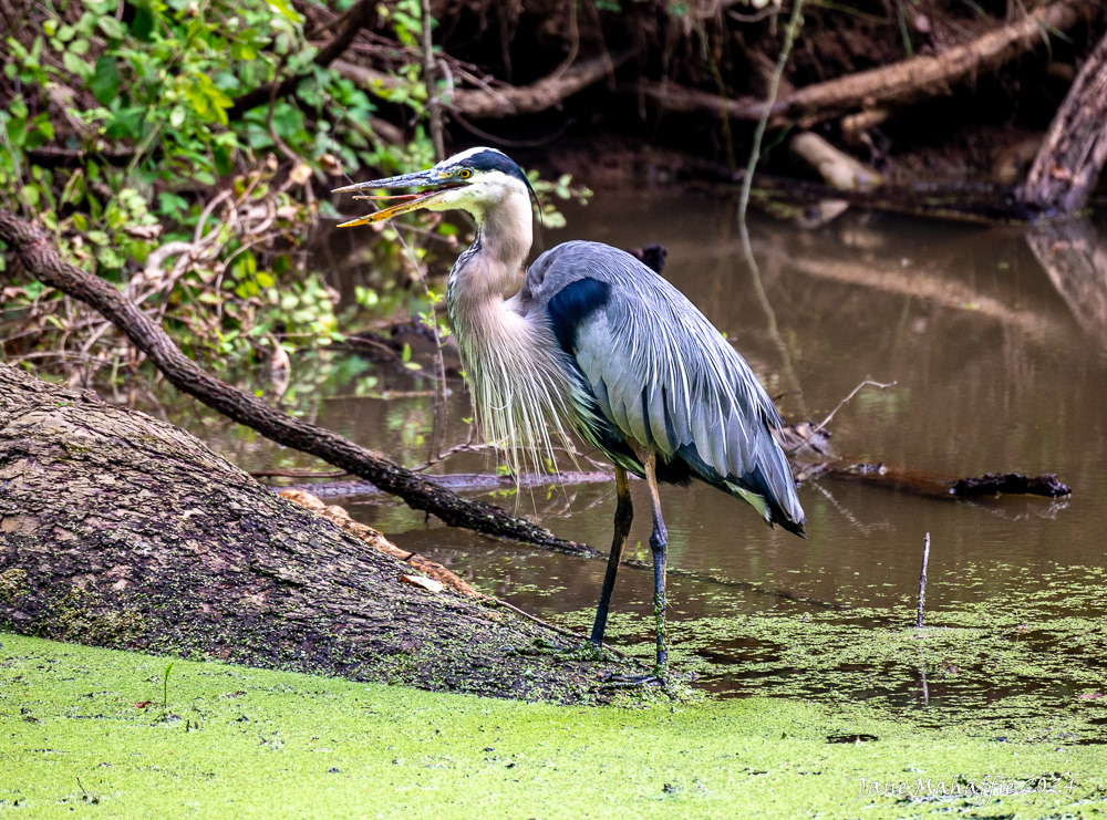 Great blue heron - C&O Canal Towpath '24
