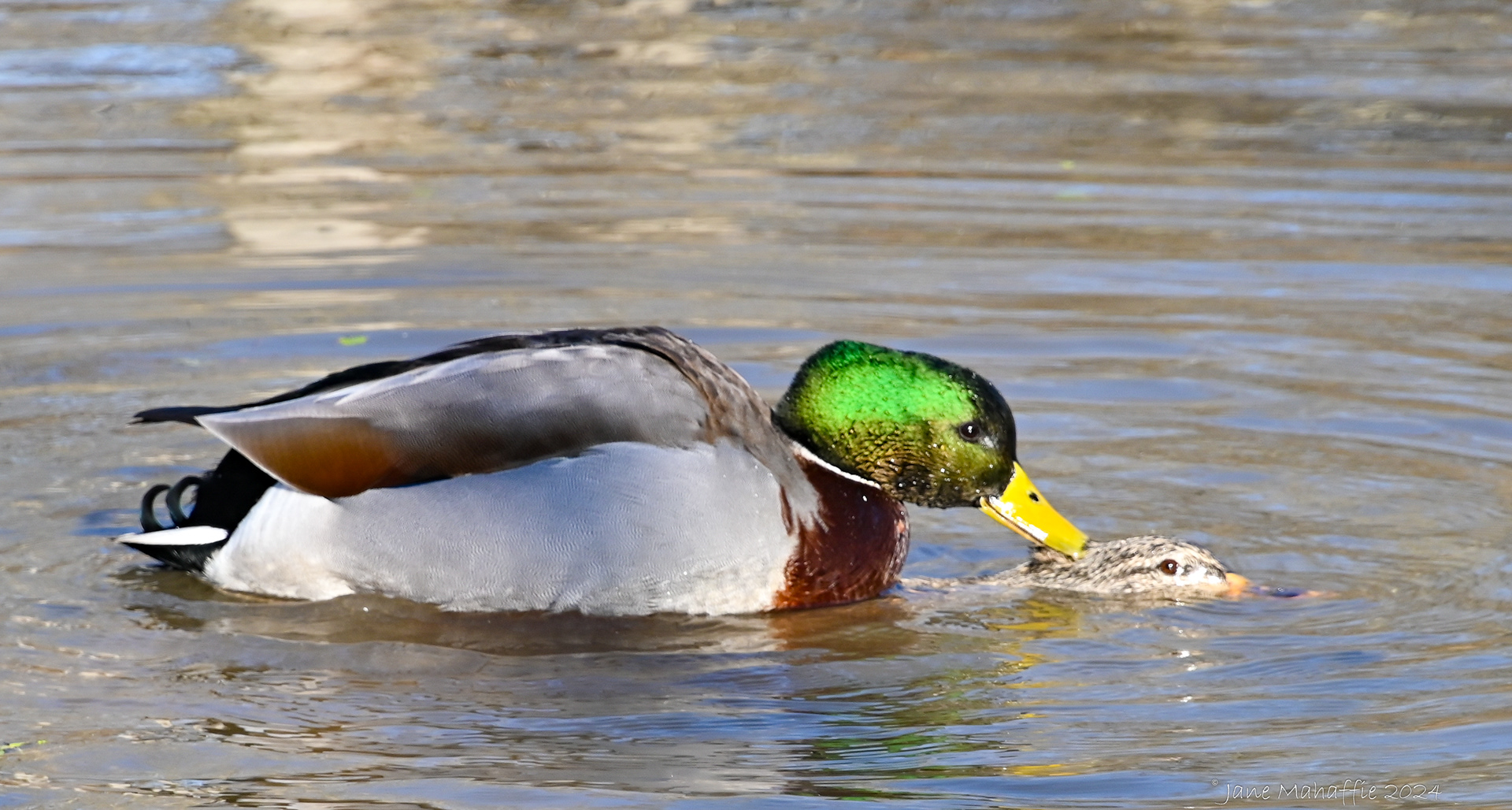 Ducks making babies - Huntley Meadows '24