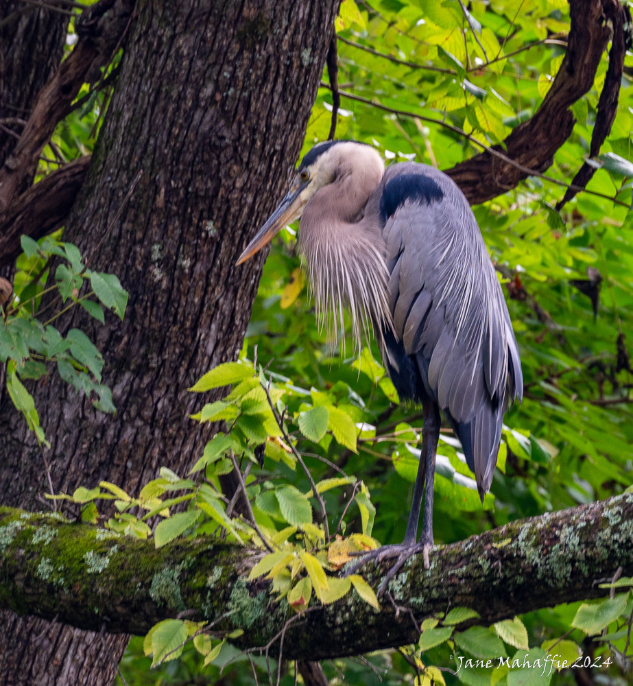 Great blue heron - C&O Canal Towpath '24