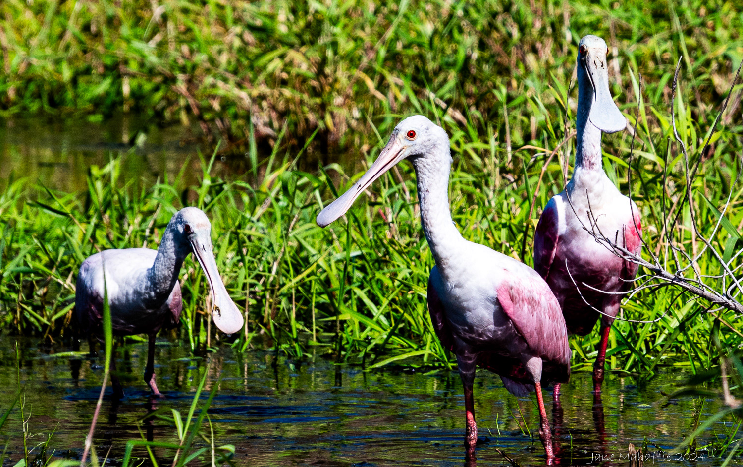 Roseate Spoonbill, Florida 2024
