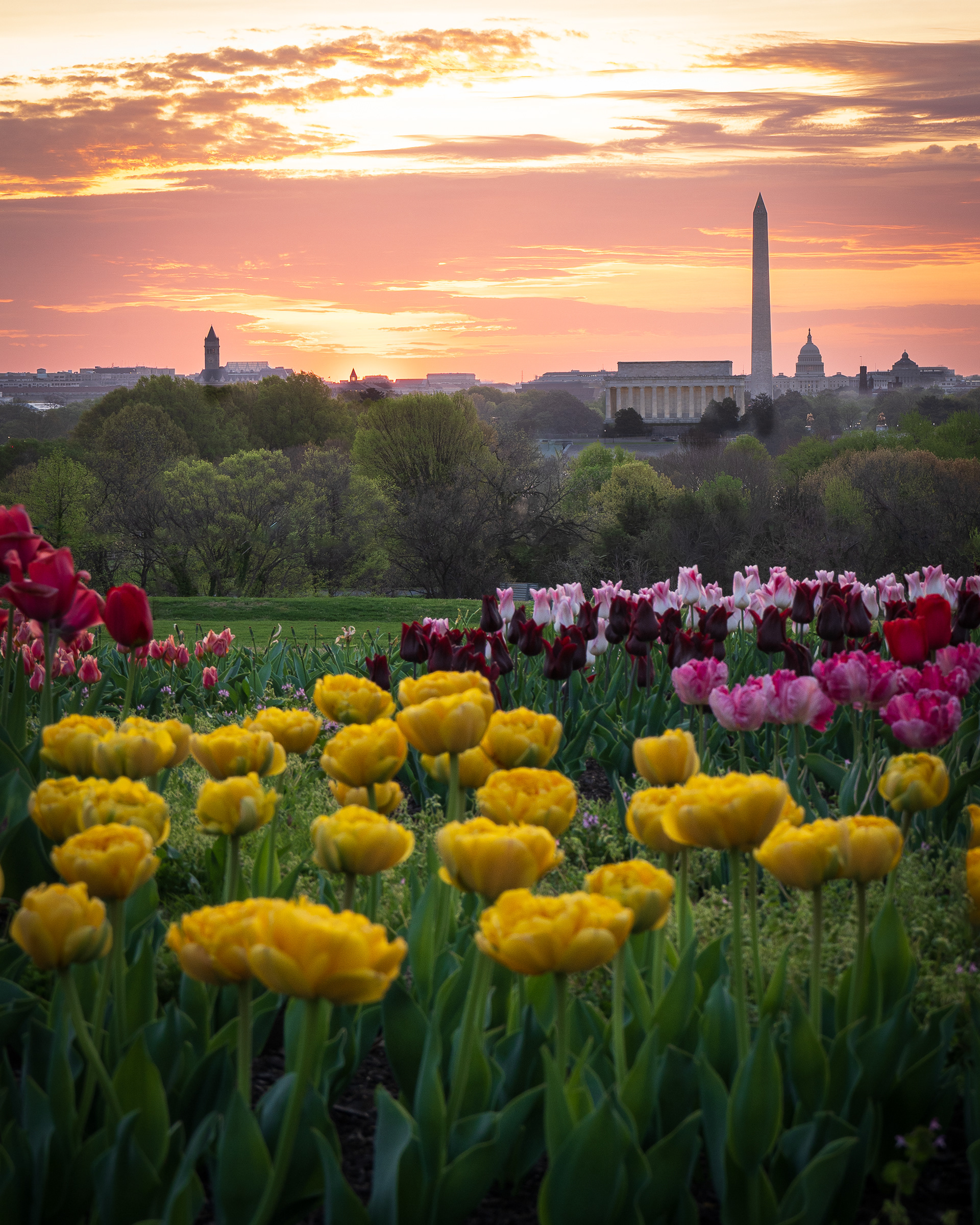 Tulips Awakening at Sunrise