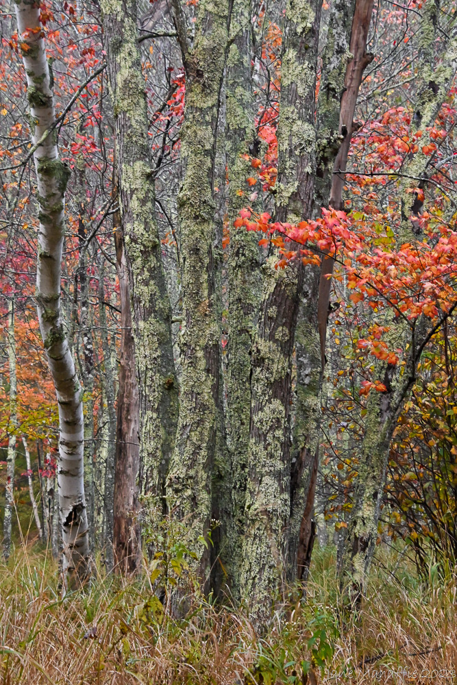 Birch Tree Forest, Acadia NP