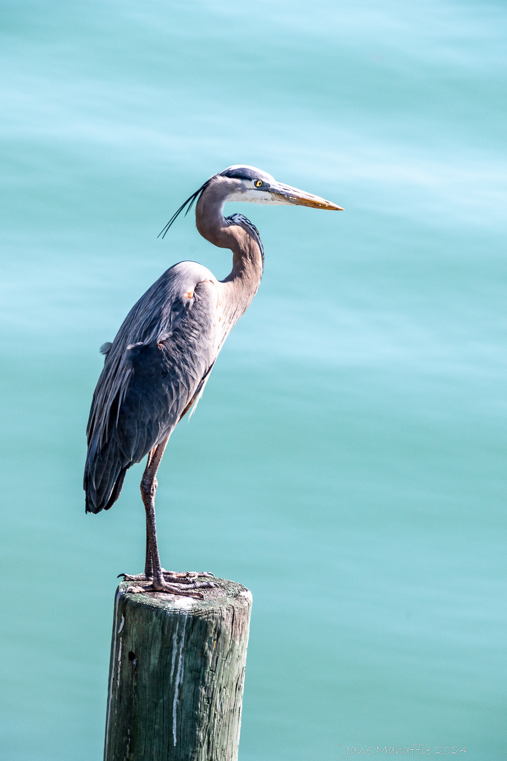 Egret, 2024 Florida