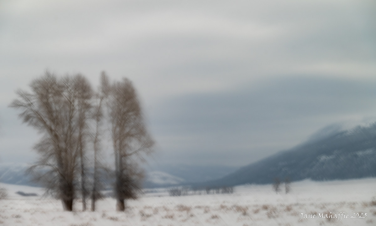Yellowstone in Winter 2025
