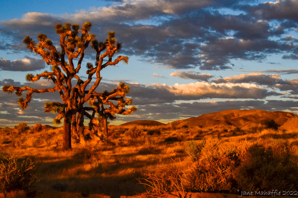 Joshua Tree NP