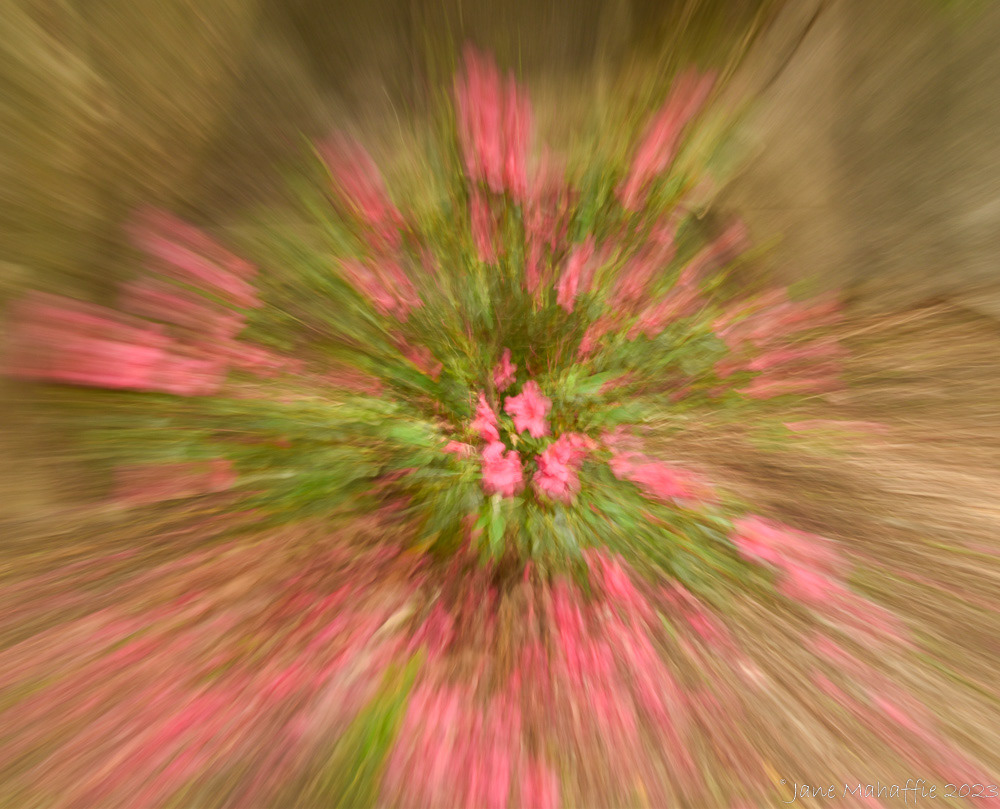 blossoms