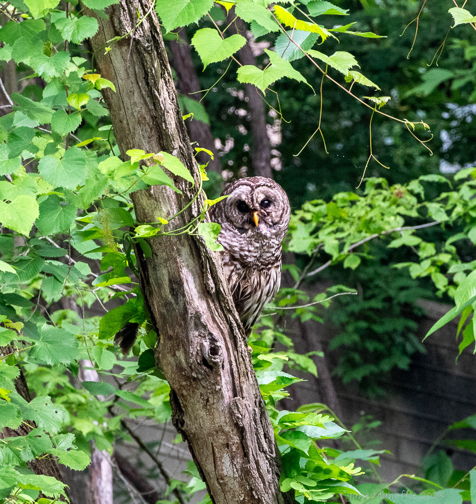 Barred Owl - C&O Towpath '24