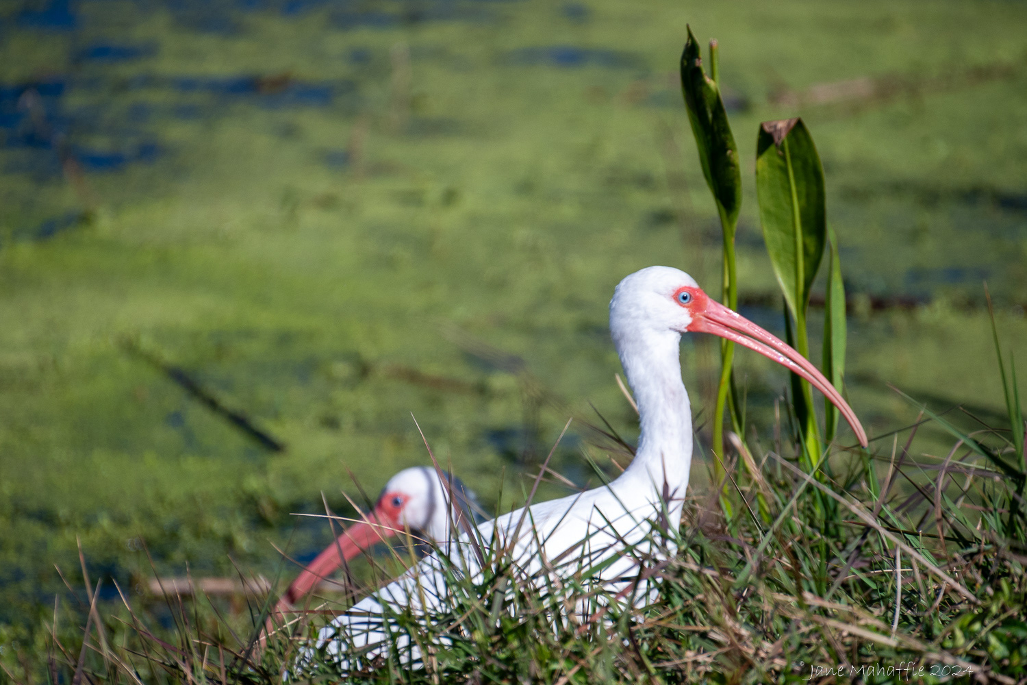 White Ibis, Florida 24
