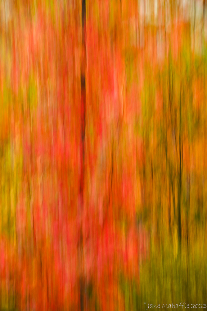 Autumn tree shake