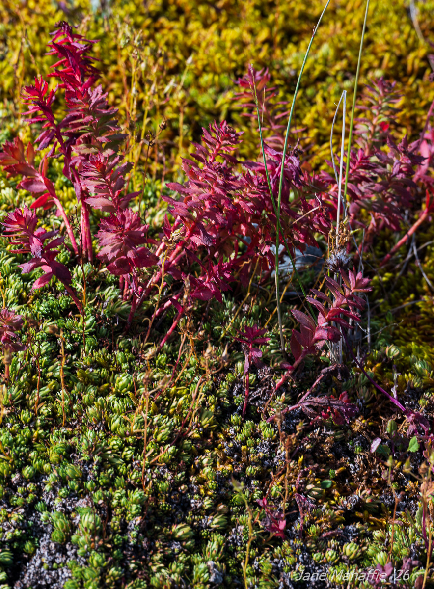Tundra colors