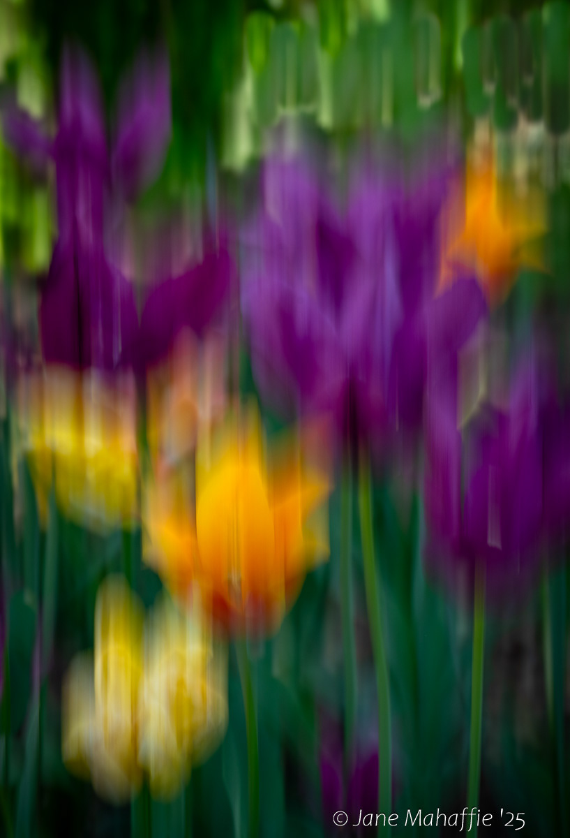 Brookside Garden Tulip Garden