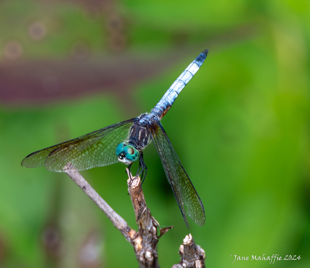 Huntley Meadows Dragonflies - Aug 24