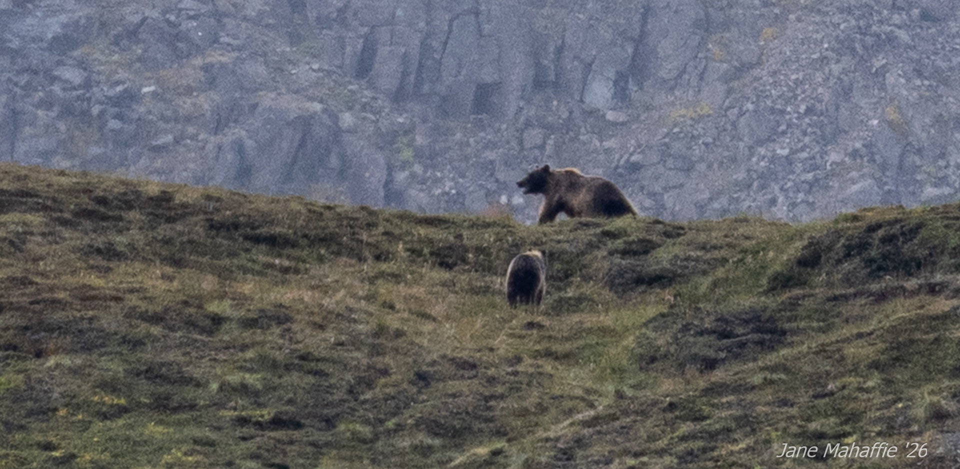 Denali Bears on the Run