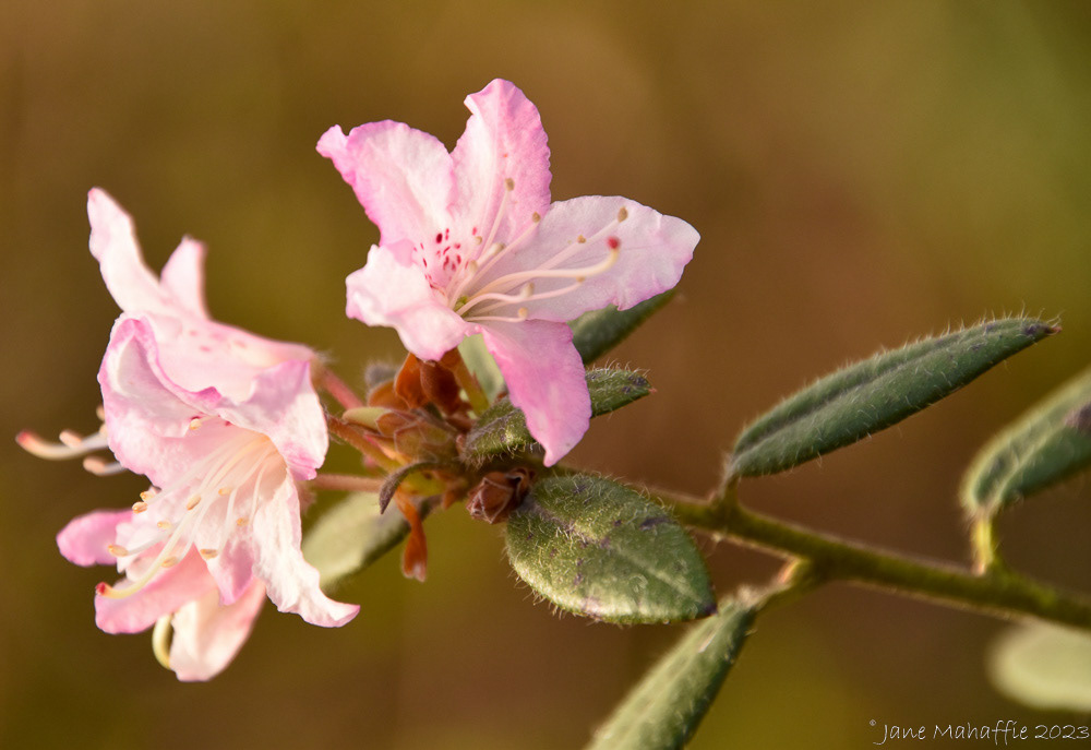 Cherry Blossoms