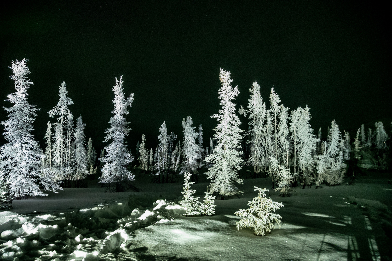 In the Light of the Bobcat...Chena Hot Springs 2024