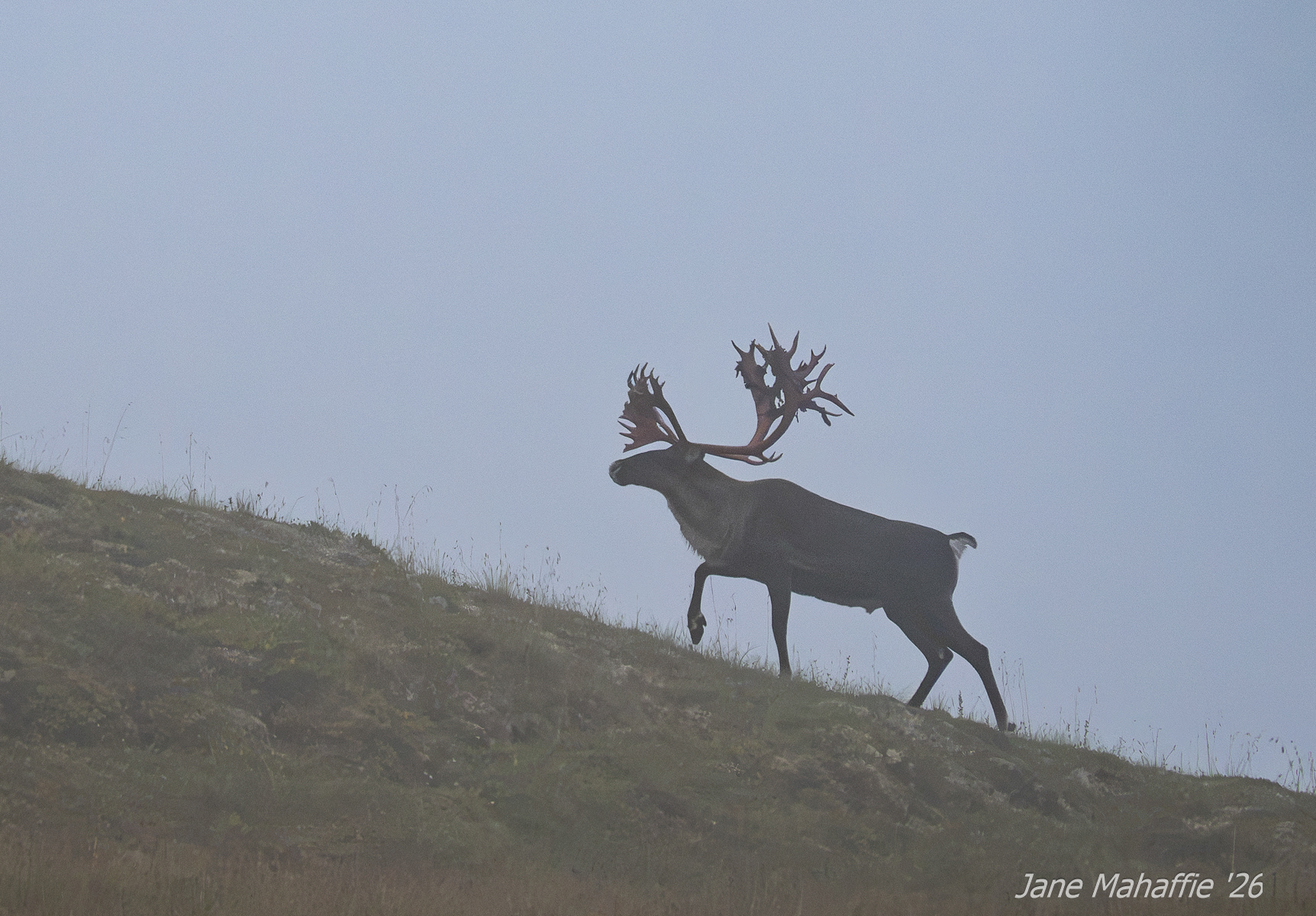 Caribou - Denali NP