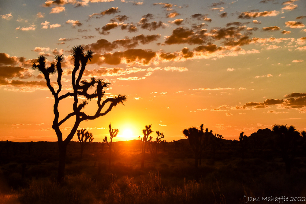 Joshua Tree NP