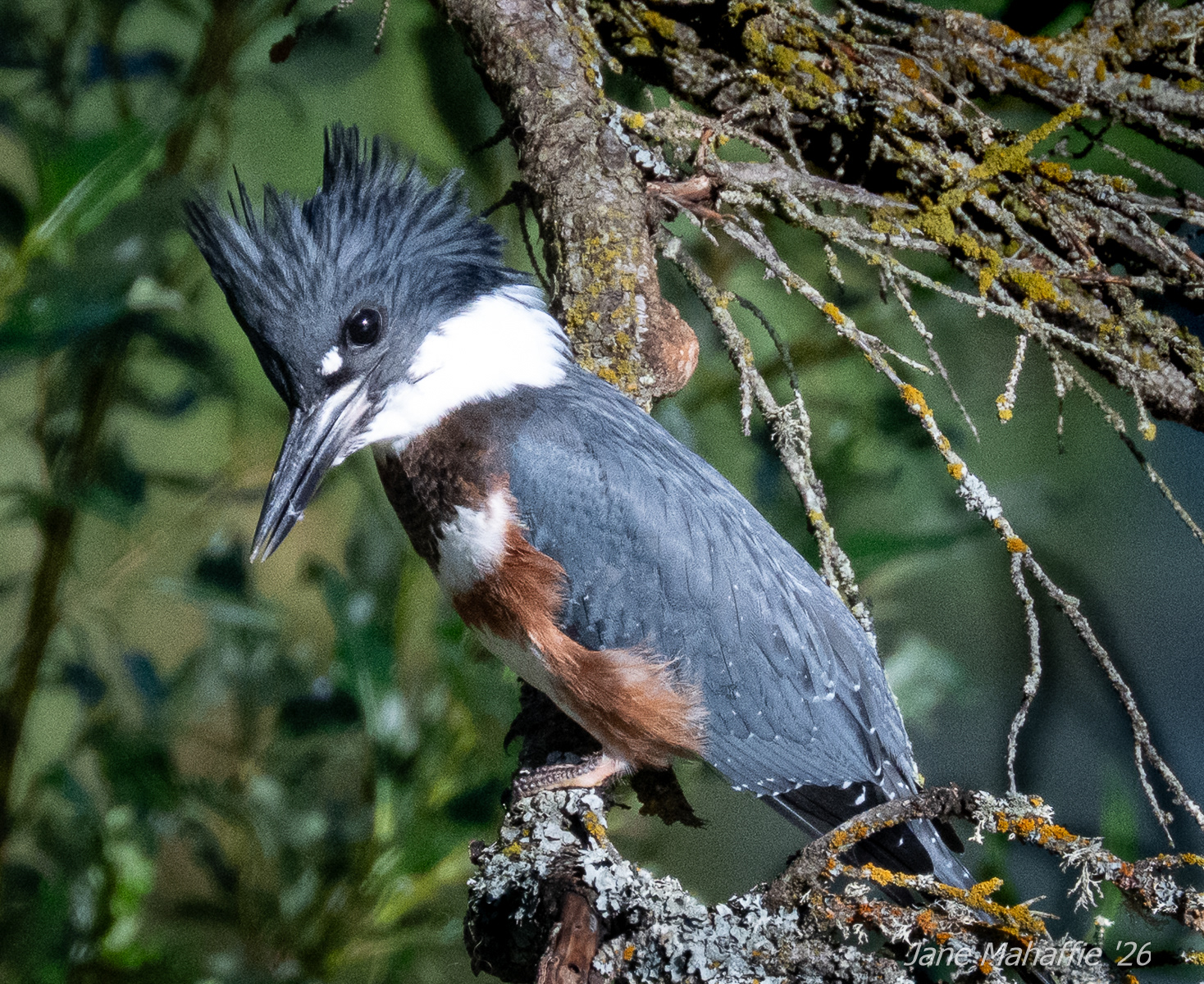 Belted Kingfisher @ Katmai NP