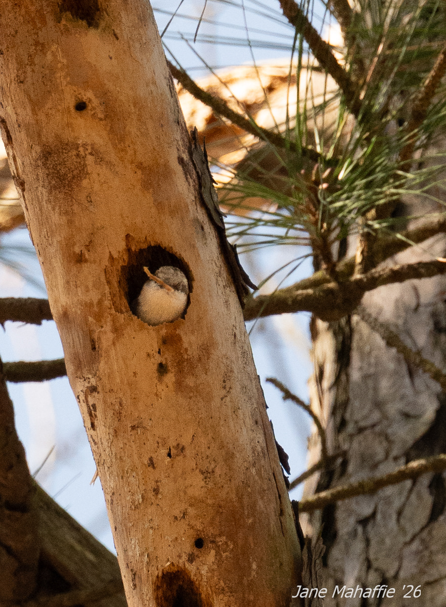 Peek a Boo, Chincoteague, VA