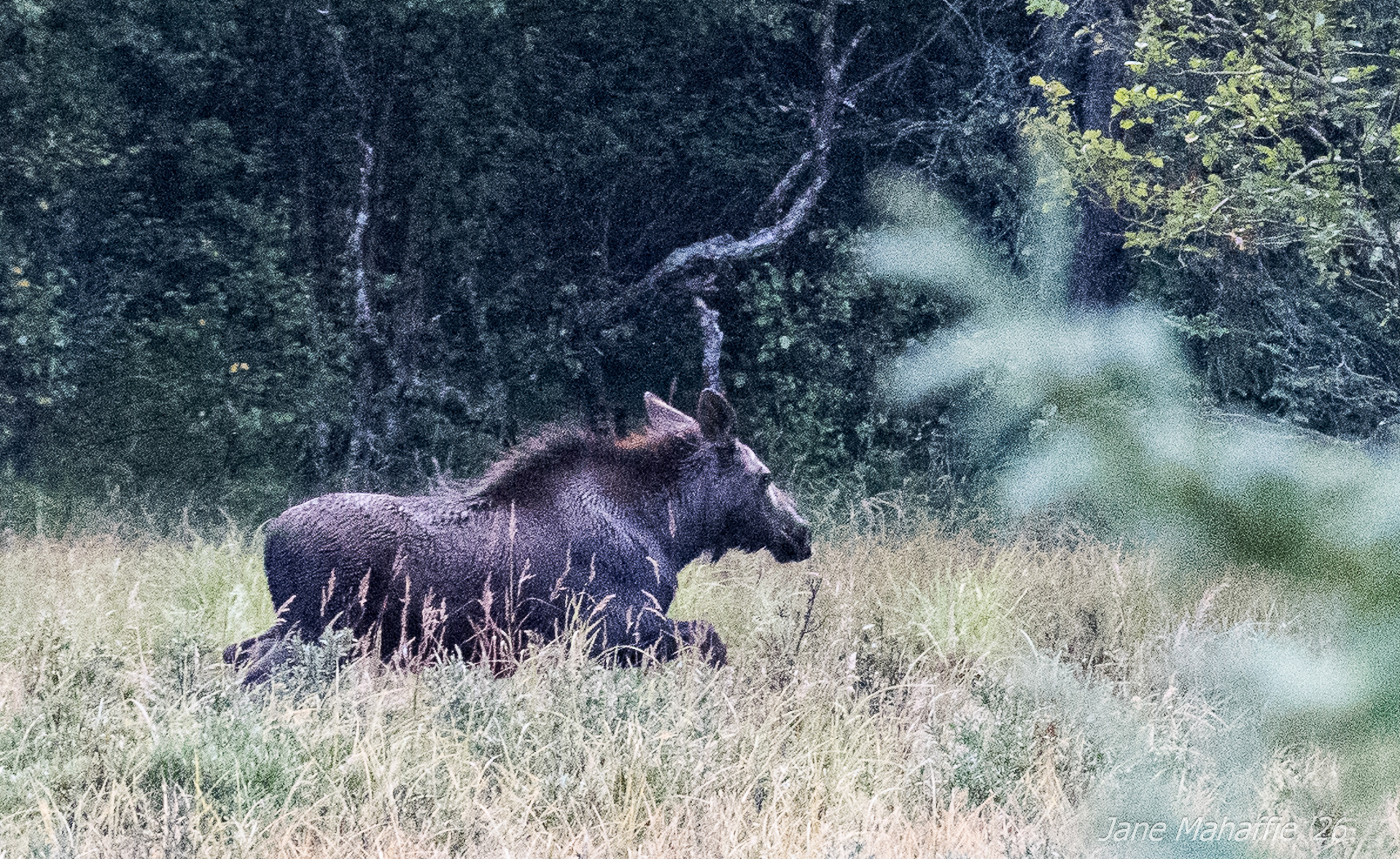 Moose at Lake Clark