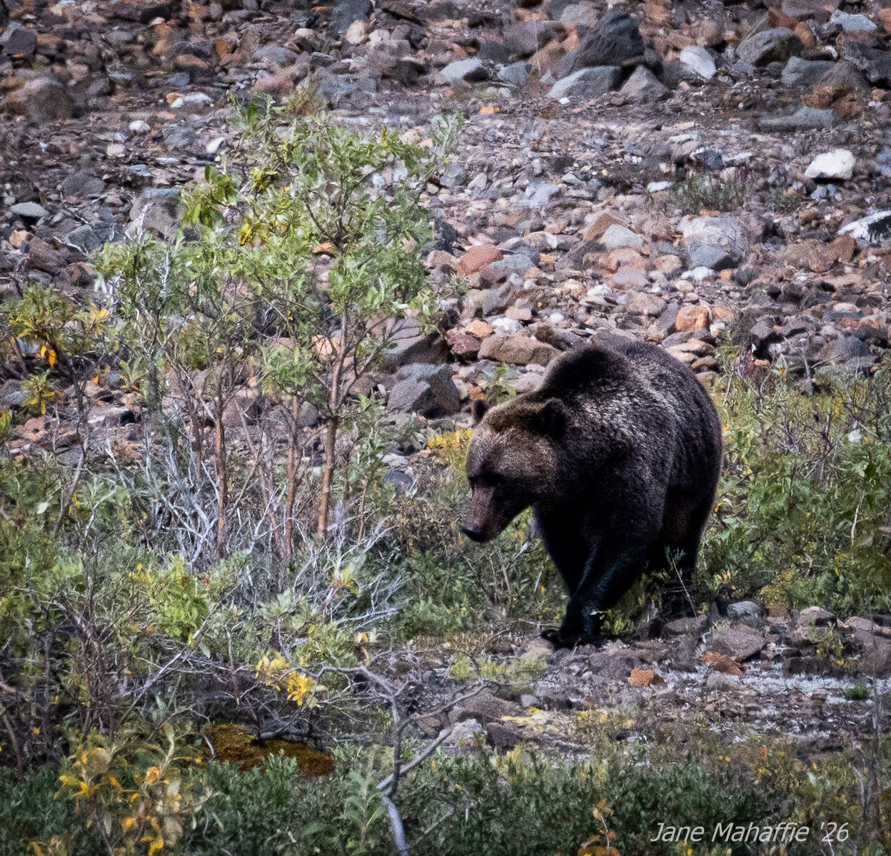 Denali Grizzly going for berries