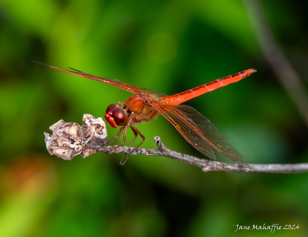 Huntley Meadows dragonflies Aug 24