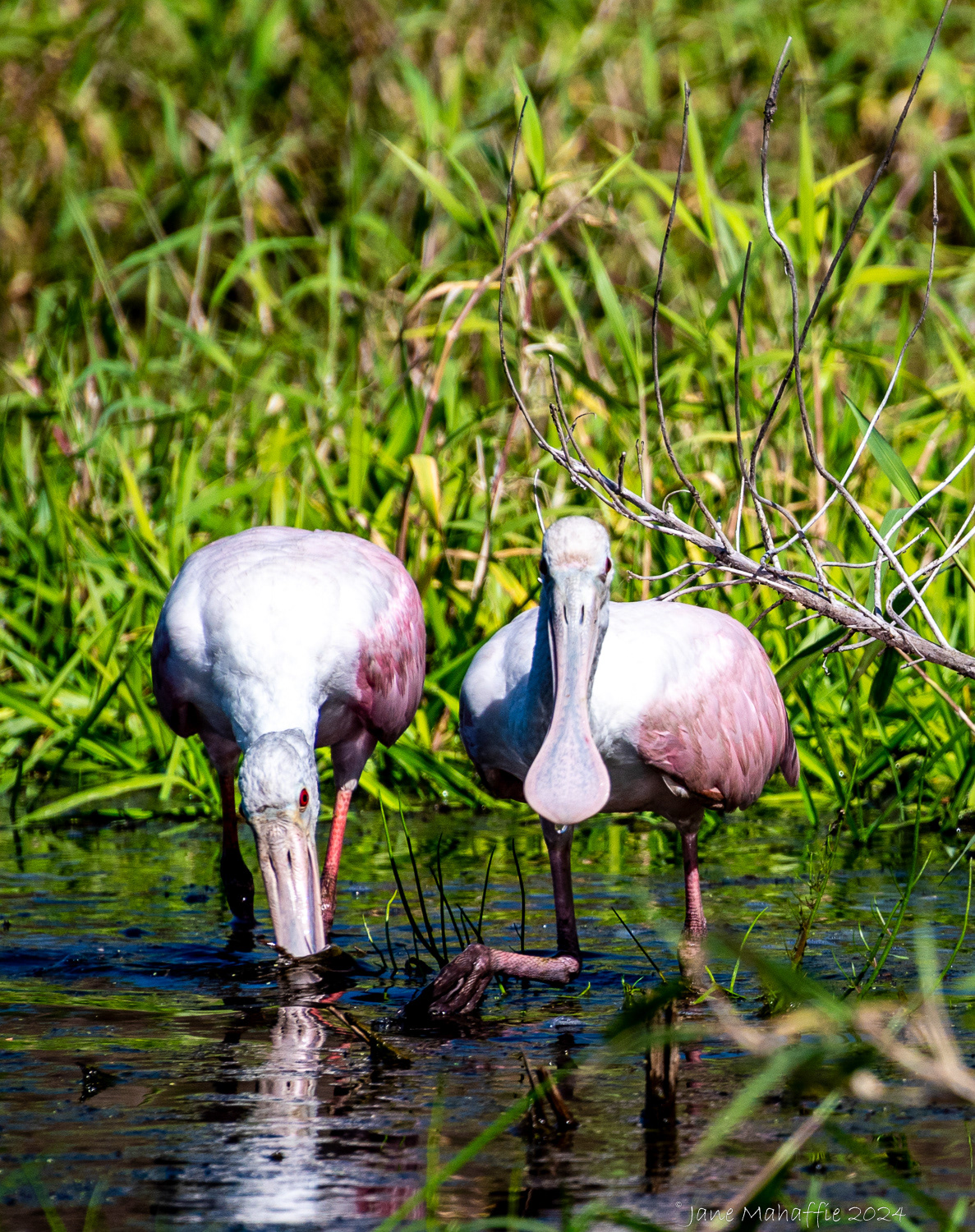 Roseate Spoonbill, Florida 2024