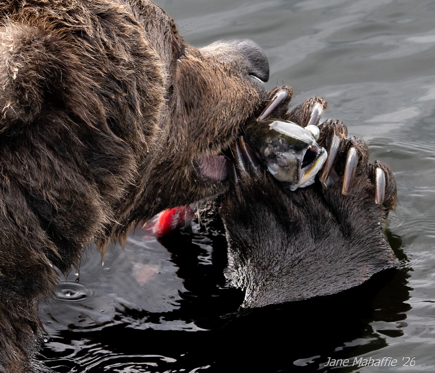 Katmai NP Brown Bear and his claws!