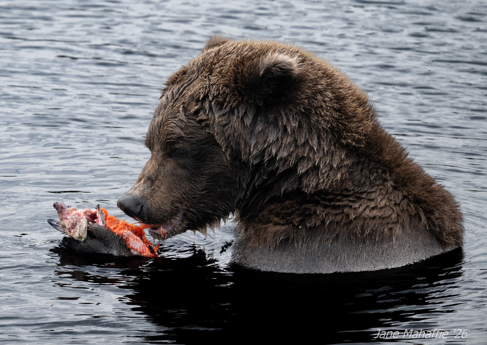 A brown bear's lunch in Katmai NP