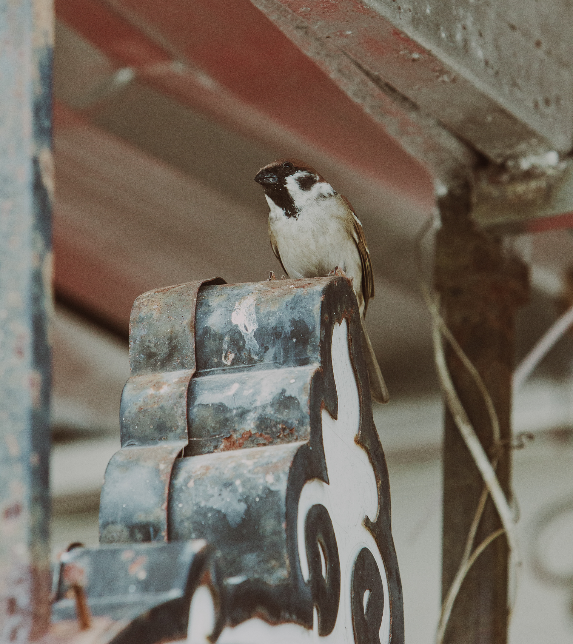 Eurasian Tree Sparrow