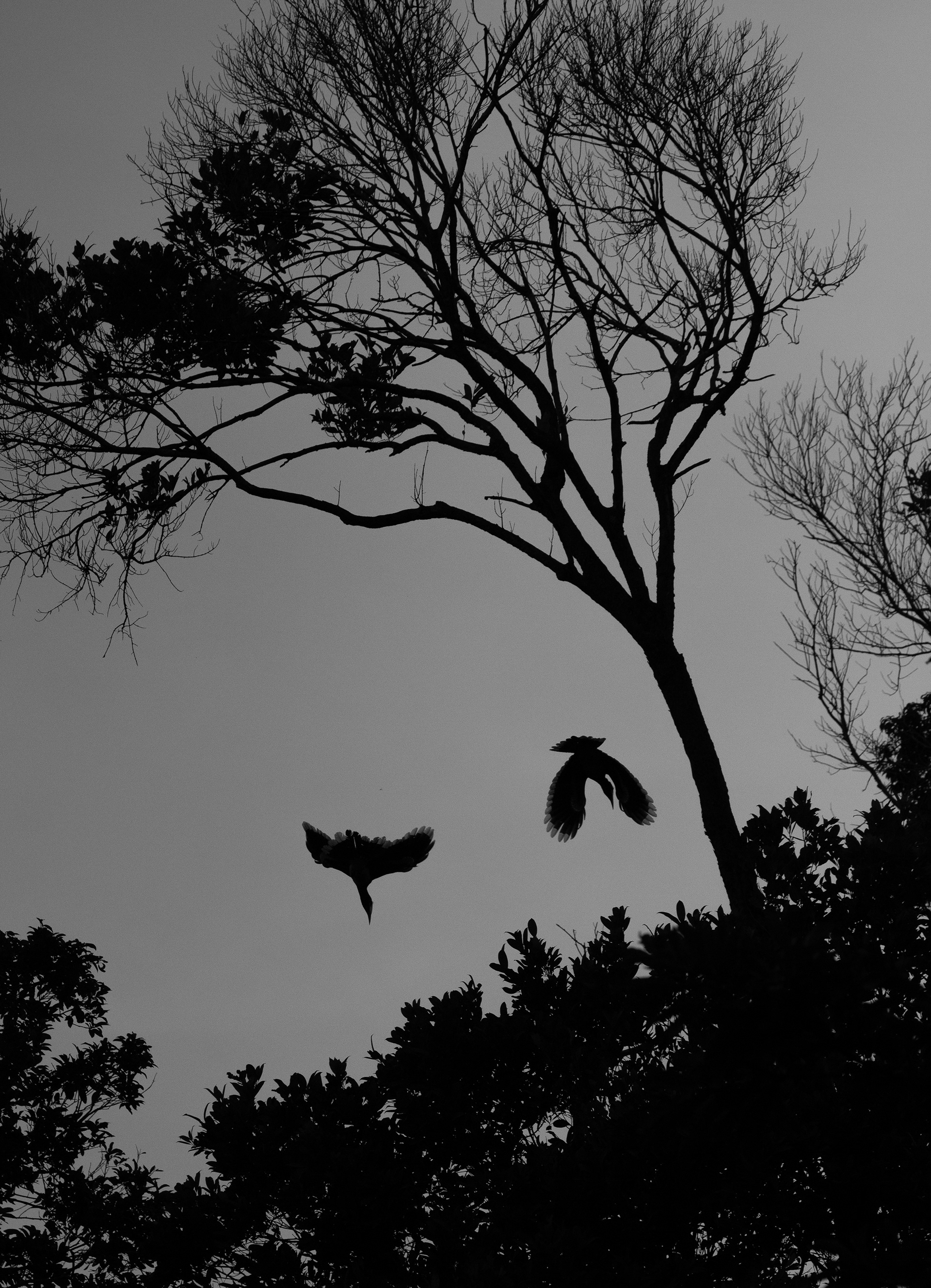 Oriental Pied Hornbill